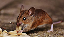 24 Hour & Emergency Exterminators in Selinsgrove, PA